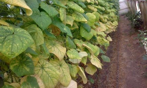 Почему бледные листья у огурцов в теплице и как с этим бороться. Чем подкормить огурцы, если у них побледнели листья