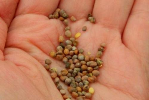 Предшественники редиса. Предшественники для посадки редиса под зиму в открытый грунт