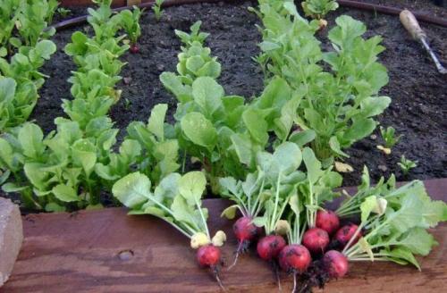 Предшественники редиса. Предшественники для посадки редиса под зиму в открытый грунт