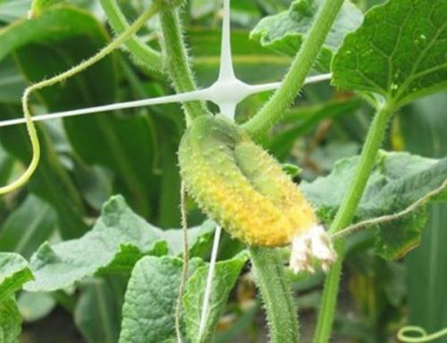 Чем побрызгать огурцы, чтобы не желтели листья и огурцы не болели. 