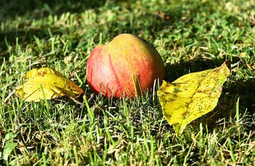 Подготовка огорода к зиме. Осенний уход за деревьями и кустарниками