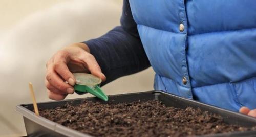 Как посадить на рассаду лук порей в торфяные таблетки. Лук порей: когда сажать на рассаду, выращивание и уход