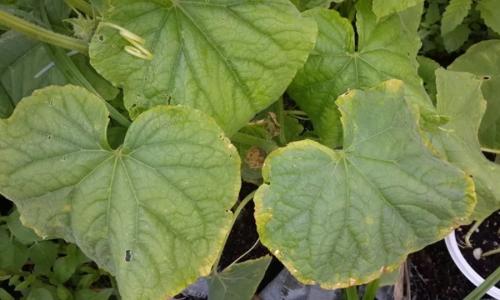 Листья огурцов желтеют по краям и сохнут, что делать. Что делать, если у огурца пожелтели листья по краям