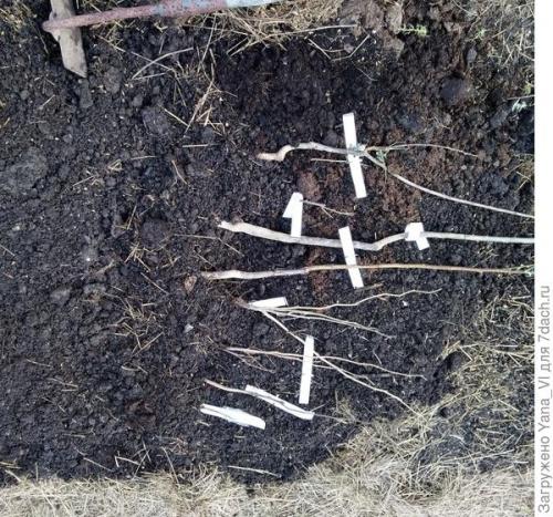 Как прикопать саженцы на зиму. Прикопка саженцев на зиму. Поэтапно, с фотографиями