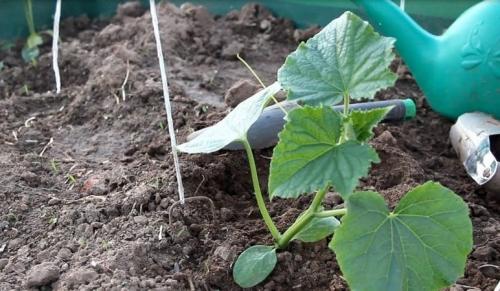 Почему бледные листья у огурцов в теплице и как с этим бороться. Чем подкормить огурцы, если у них побледнели листья