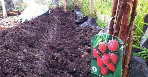 Как сажать малину осенью пошаговая инструкция. Посадка малины осенью: когда и как правильно посадить