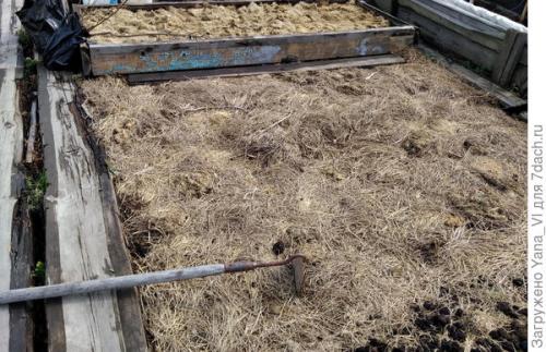 Как прикопать саженцы на зиму. Прикопка саженцев на зиму. Поэтапно, с фотографиями