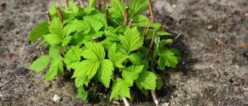 Как сажать малину осенью пошаговая инструкция. Посадка малины осенью: когда и как правильно посадить