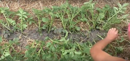 Посадка картофеля по методу гордеевых. Посадка картофеля без окучивания вразвал. Богатый урожай и экономия сил