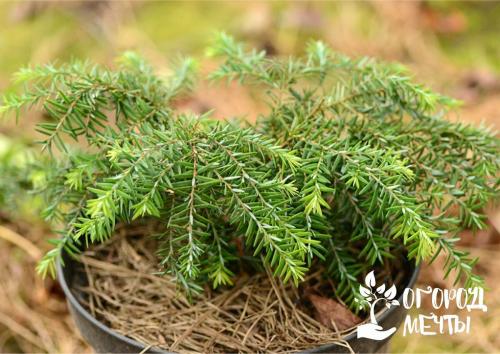 Как укрыть деревья на зиму. Когда укрывать растения в саду?