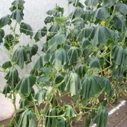 Болезни рассады огурцов. Какие существуют болезни рассады огурцов: фото и описание