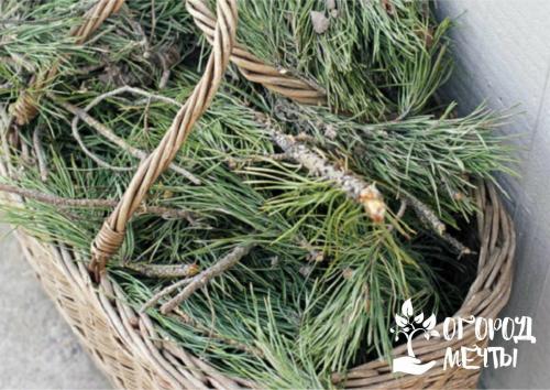 Как укрыть деревья на зиму. Когда укрывать растения в саду?