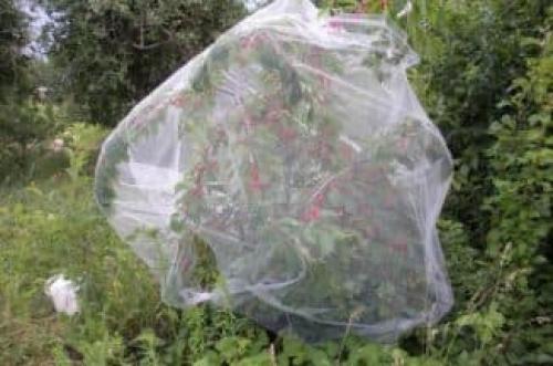 Как укрыть деревья сеткой от птиц. Укрытие молодых деревьев