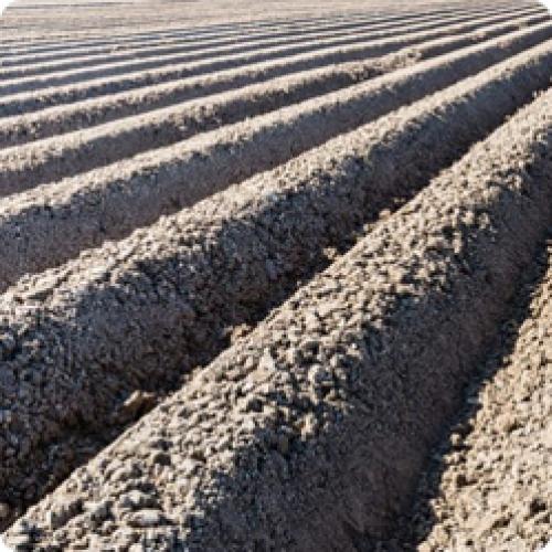 Правильная посадка картофеля. Как посадить картофель: четыре самых известных способа