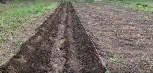 Посадка картофеля по методу гордеевых. Посадка картофеля без окучивания вразвал. Богатый урожай и экономия сил