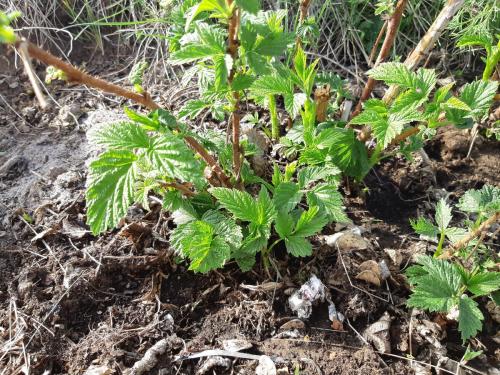 Грядки под малину. Весенние подкормки малины