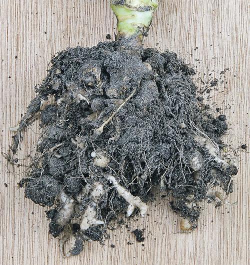 Болезни рассады: как отличить зараженные растения