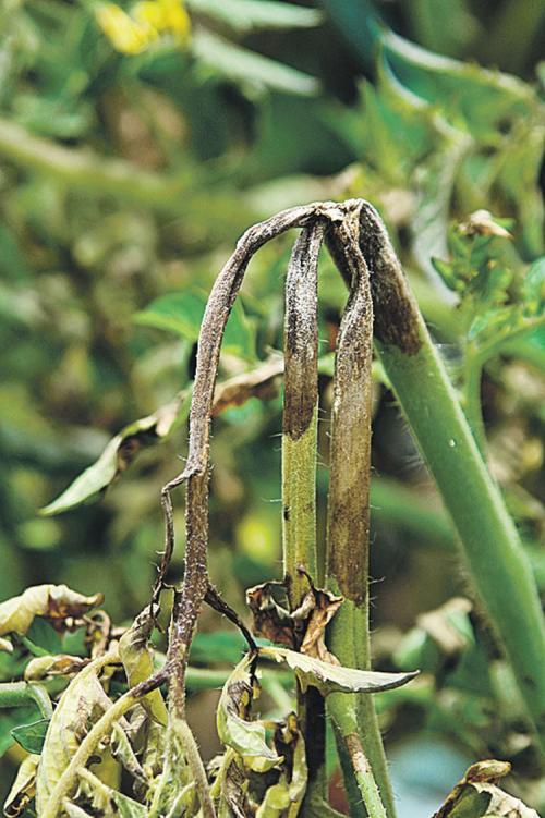 Болезни рассады: как отличить зараженные растения