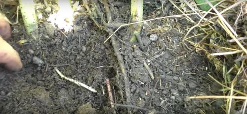 Посадка картофеля по методу гордеевых. Посадка картофеля без окучивания вразвал. Богатый урожай и экономия сил