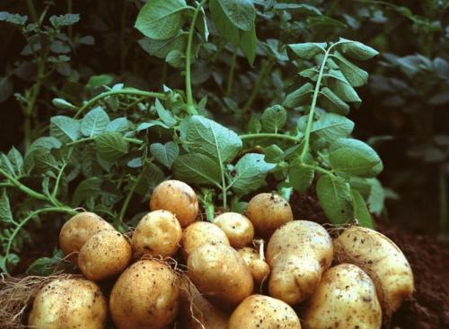Траншейный способ посадки картофеля. Выращивание картофеля в траншеях в закладки 48