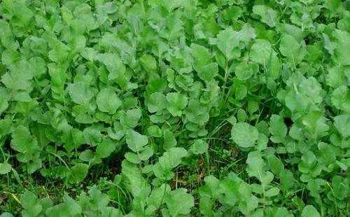 Злаковые, как сидераты. Что дают сидераты огороднику 05