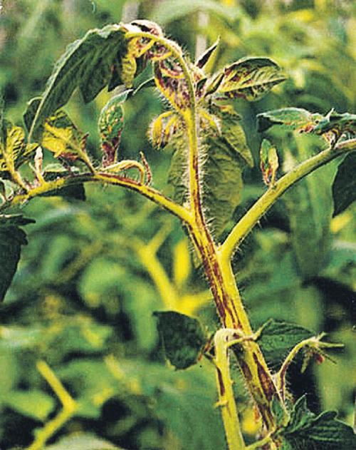 Болезни рассады: как отличить зараженные растения