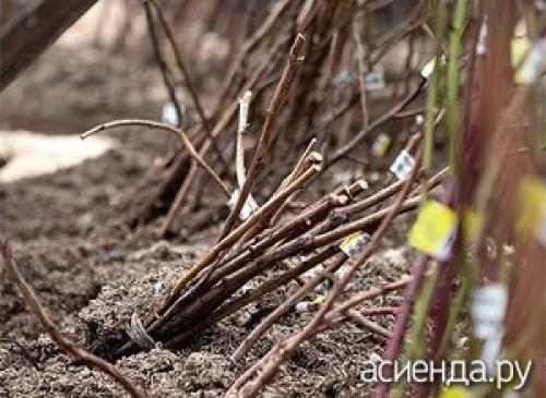 Что такое прикопать саженцы. Как прикапывать саженцы?