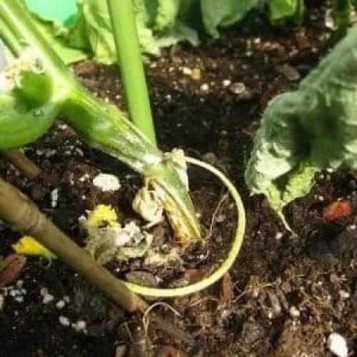 Болезни рассады огурцов. Какие существуют болезни рассады огурцов: фото и описание