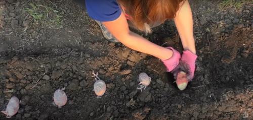 Посадка картофеля по методу гордеевых. Посадка картофеля без окучивания вразвал. Богатый урожай и экономия сил