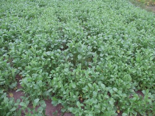 Злаковые, как сидераты. Что дают сидераты огороднику 01