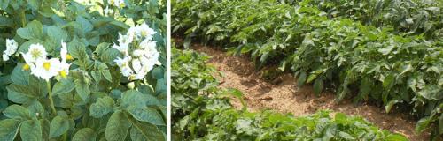 Правильная посадка картофеля. Как посадить картофель: четыре самых известных способа