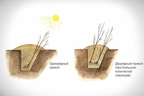 Что такое прикопать растение. Правила прикопки саженцев на зиму