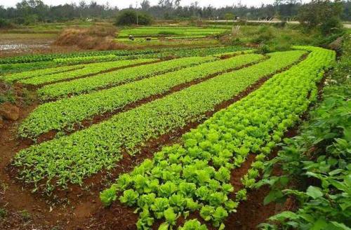 Злаковые, как сидераты. Что дают сидераты огороднику 03