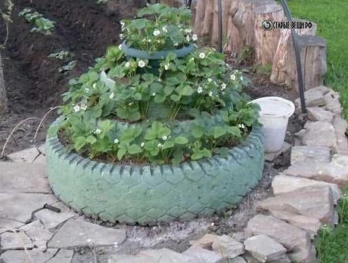 Подготовка грядки под клубнику в августе. Как правильно подготовить рассаду? 11