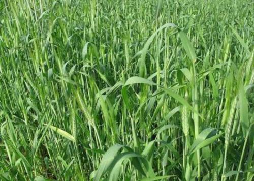 Злаковые, как сидераты. Что дают сидераты огороднику 04