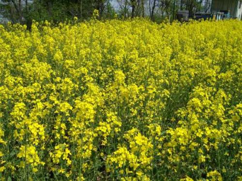 Злаковые, как сидераты. Что дают сидераты огороднику 09