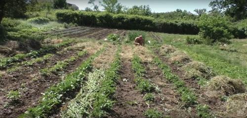 Посадка картофеля по методу гордеевых. Посадка картофеля без окучивания вразвал. Богатый урожай и экономия сил