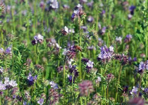 Злаковые, как сидераты. Что дают сидераты огороднику 06