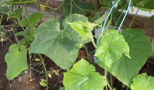 Листья огурцов желтеют по краям и сохнут, что делать. Что делать, если у огурца пожелтели листья по краям