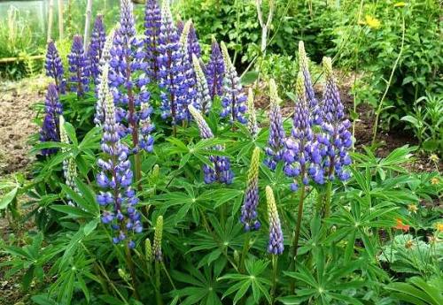 Злаковые, как сидераты. Что дают сидераты огороднику 08