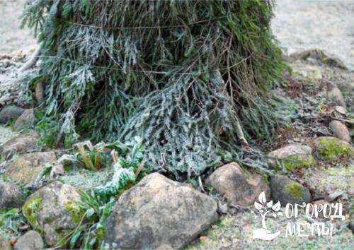 Как укрыть деревья на зиму. Когда укрывать растения в саду?