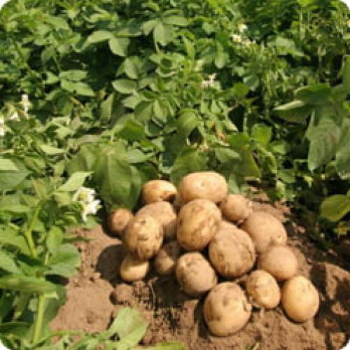 Правильная посадка картофеля. Как посадить картофель: четыре самых известных способа