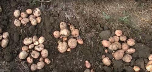Посадка картофеля по методу гордеевых. Посадка картофеля без окучивания вразвал. Богатый урожай и экономия сил