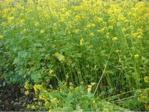 Злаковые, как сидераты. Что дают сидераты огороднику 07