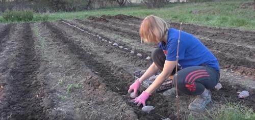 Посадка картофеля по методу гордеевых. Посадка картофеля без окучивания вразвал. Богатый урожай и экономия сил