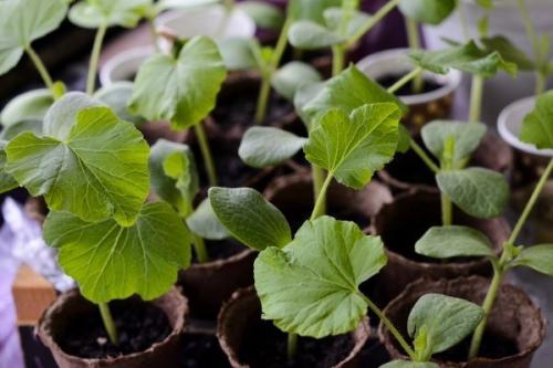 Что делать с декоративной тыквой. Особенности выращивания и использования декоративных сортов тыквы