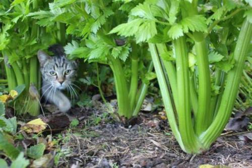 Посадка сельдерея под зиму. Сельдерей под зиму: сроки, особенности посева, уход в период вегетации