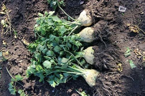 Посадка сельдерея под зиму. Сельдерей под зиму: сроки, особенности посева, уход в период вегетации