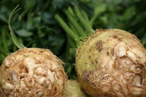 Посадка сельдерея под зиму. Сельдерей под зиму: сроки, особенности посева, уход в период вегетации