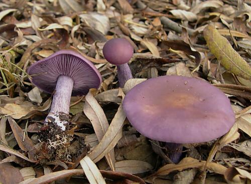 Ok google рядовка фиолетовая. Рядовка фиолетовая